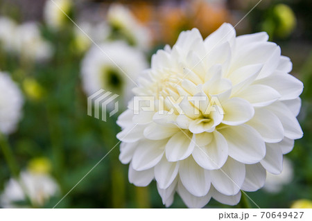 綺麗に咲くダリアの花 かまくらの写真素材