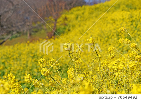 菜の花　 70649492