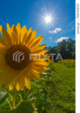 ヒマワリと光芒 ヒマワリと光芒 70649959