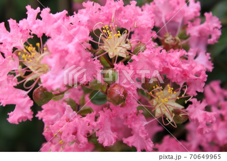 さるすべり 70649965