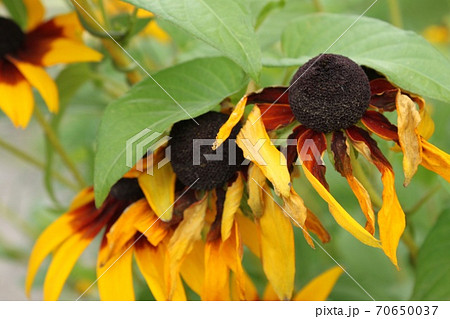 枯れたルドベキア 枯れたルドベキア 70650037