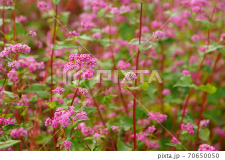 そば(赤花)1 そば(赤花)1 70650050