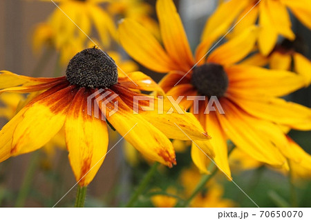 ルドベキア ルドベキア 70650070