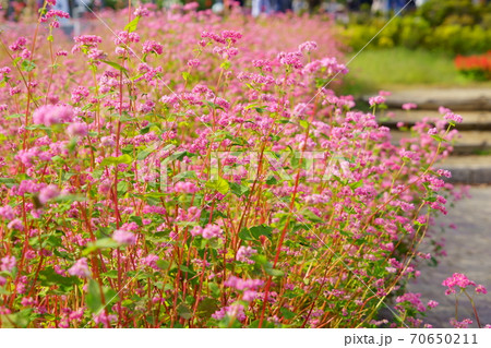 そば（赤花）の咲く公園 70650211