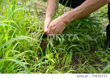 草むしり 草取りの写真素材 - PIXTA