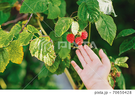 Hand of child touching a raspberry. 70650428