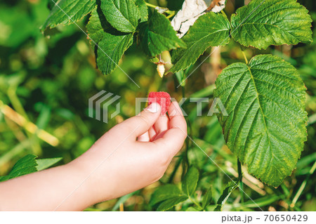 Hand of child holding a raspberry. Hand of child holding a raspberry. 70650429