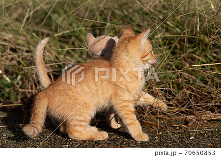 好奇心旺盛な子猫 茶トラ猫の写真素材