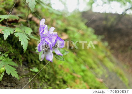 荒船山のトリカブト 70650857
