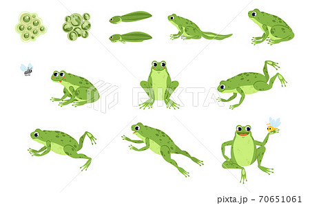 Set of cartoon frog Set of cartoon frog 70651061