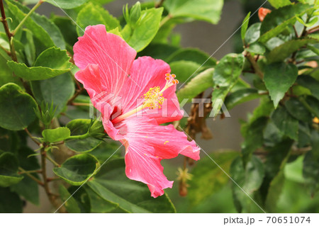 ハイビスカスの花 ハイビスカスの花 70651074
