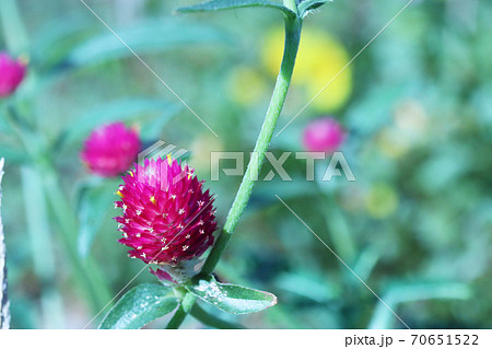 キバナセンニチコウの花の写真素材