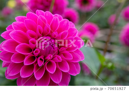 綺麗に咲くダリアの花 ミッチャンの写真素材