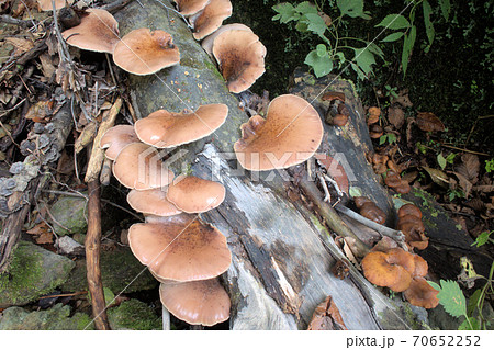 毒キノコのツキヨタケ 70652252