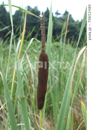 がまの穂 がまの穂 70652480