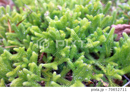 山道の隅に生えたヒカゲノカズラ 山道の隅に生えたヒカゲノカズラ 70652711