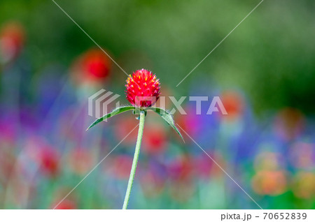 色鮮やかなボケを背景にした千日紅の花の写真素材 [70652839] - PIXTA