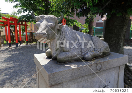【町田市】町田天満宮の臥牛像 70653022
