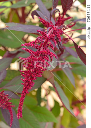 植物：スギモリゲイトウ　ヒユ科 70653111
