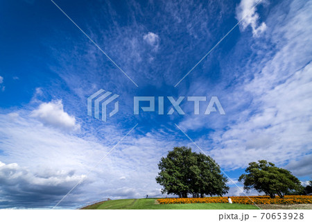 広大な青空の下のマリーゴールドの丘の写真素材 70653928 Pixta