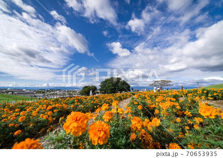 広大な青空の下のマリーゴールドの丘 70653935