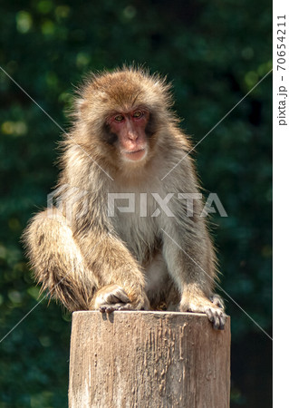 猿山で仲間を見つめるニホンザル 猿山で仲間を見つめるニホンザル 70654211