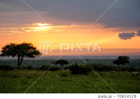 6月のケニアマサイマラ国立公園　空が朱色に染まった夕暮れ 70654528