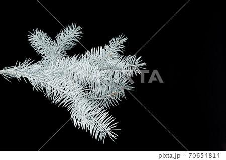 white fir branch isolated on black background white fir branch isolated on black background 70654814