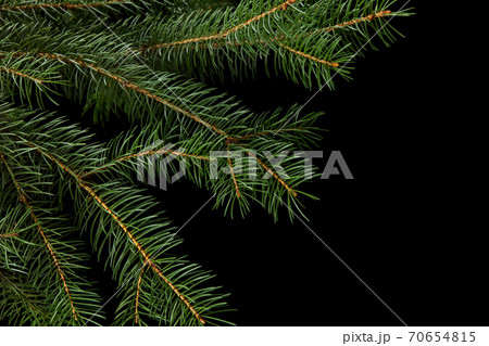 green fir branch isolated on black background green fir branch isolated on black background 70654815