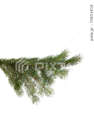 green fir branch isolated on white, christmas green fir branch isolated on white, christmas 70654816