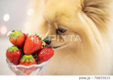 イチゴとワンコ イチゴとワンコ 70655015