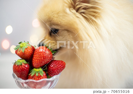 イチゴとワンコ イチゴとワンコ 70655016
