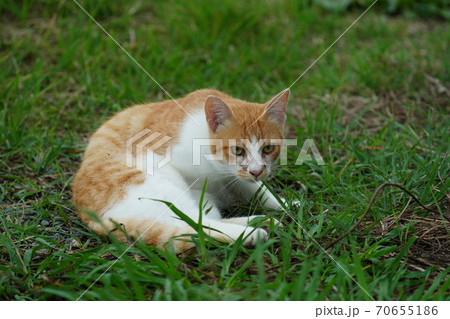 まったくの赤の他人の若い野良猫茶白お兄ちゃんに見守られて元気に生きる捨て猫の子猫 70655186