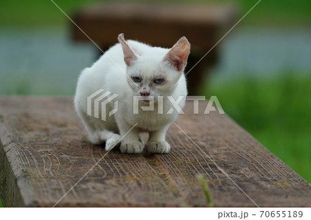 まったくの赤の他人の若い野良猫茶白お兄ちゃんに見守られて元気に生きる捨て猫の子猫 70655189
