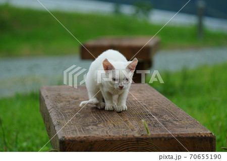 まったくの赤の他人の若い野良猫茶白お兄ちゃんに見守られて元気に生きる捨て猫の子猫 70655190