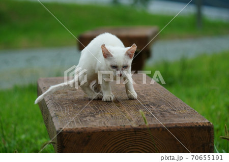 まったくの赤の他人の若い野良猫茶白お兄ちゃんに見守られて元気に生きる捨て猫の子猫 70655191