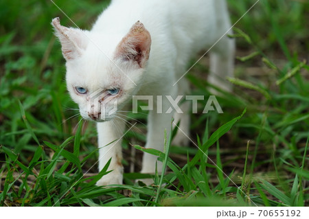 まったくの赤の他人の若い野良猫茶白お兄ちゃんに見守られて元気に生きる捨て猫の子猫 70655192