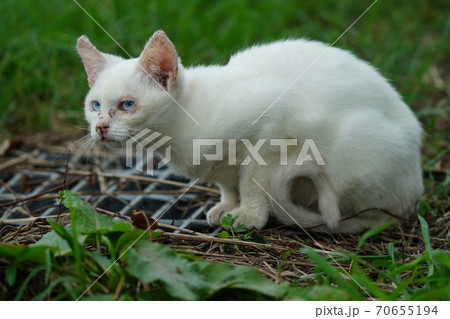 まったくの赤の他人の若い野良猫茶白お兄ちゃんに見守られて元気に生きる捨て猫の子猫 70655194