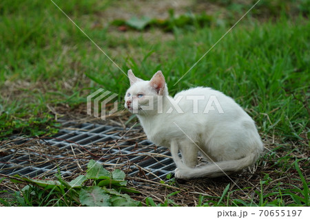 まったくの赤の他人の若い野良猫茶白お兄ちゃんに見守られて元気に生きる捨て猫の子猫 まったくの赤の他人の若い野良猫茶白お兄ちゃんに見守られて元気に生きる捨て猫の子猫 70655197