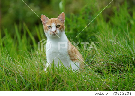 まったくの赤の他人の若い野良猫茶白お兄ちゃんに見守られて元気に生きる捨て猫の子猫 70655202