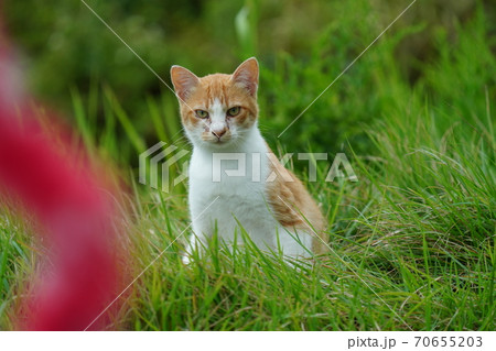 まったくの赤の他人の若い野良猫茶白お兄ちゃんに見守られて元気に生きる捨て猫の子猫 まったくの赤の他人の若い野良猫茶白お兄ちゃんに見守られて元気に生きる捨て猫の子猫 70655203