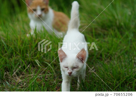 まったくの赤の他人の若い野良猫茶白お兄ちゃんに見守られて元気に生きる捨て猫の子猫 まったくの赤の他人の若い野良猫茶白お兄ちゃんに見守られて元気に生きる捨て猫の子猫 70655206