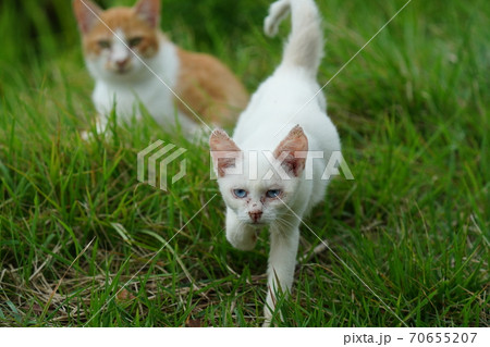 まったくの赤の他人の若い野良猫茶白お兄ちゃんに見守られて元気に生きる捨て猫の子猫 70655207