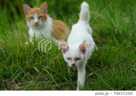 まったくの赤の他人の若い野良猫茶白お兄ちゃんに見守られて元気に生きる捨て猫の子猫 まったくの赤の他人の若い野良猫茶白お兄ちゃんに見守られて元気に生きる捨て猫の子猫 70655208