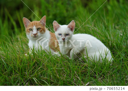 まったくの赤の他人の若い野良猫茶白お兄ちゃんに見守られて元気に生きる捨て猫の子猫 70655214