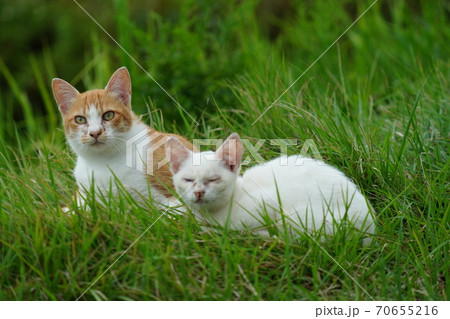 まったくの赤の他人の若い野良猫茶白お兄ちゃんに見守られて元気に生きる捨て猫の子猫 まったくの赤の他人の若い野良猫茶白お兄ちゃんに見守られて元気に生きる捨て猫の子猫 70655216