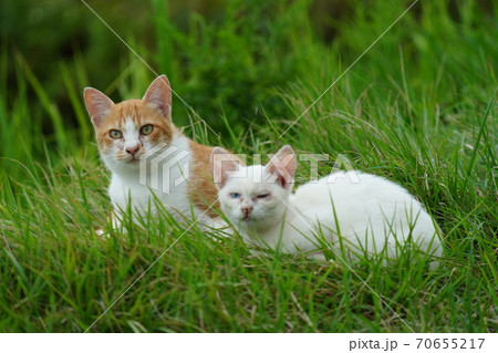 まったくの赤の他人の若い野良猫茶白お兄ちゃんに見守られて元気に生きる捨て猫の子猫 70655217