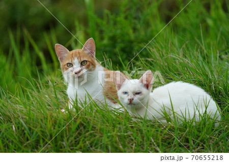 まったくの赤の他人の若い野良猫茶白お兄ちゃんに見守られて元気に生きる捨て猫の子猫 まったくの赤の他人の若い野良猫茶白お兄ちゃんに見守られて元気に生きる捨て猫の子猫 70655218