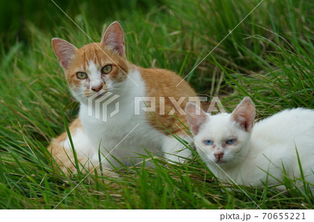 まったくの赤の他人の若い野良猫茶白お兄ちゃんに見守られて元気に生きる捨て猫の子猫 70655221