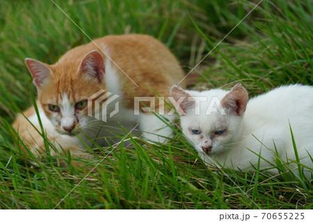 まったくの赤の他人の若い野良猫茶白お兄ちゃんに見守られて元気に生きる捨て猫の子猫 70655225